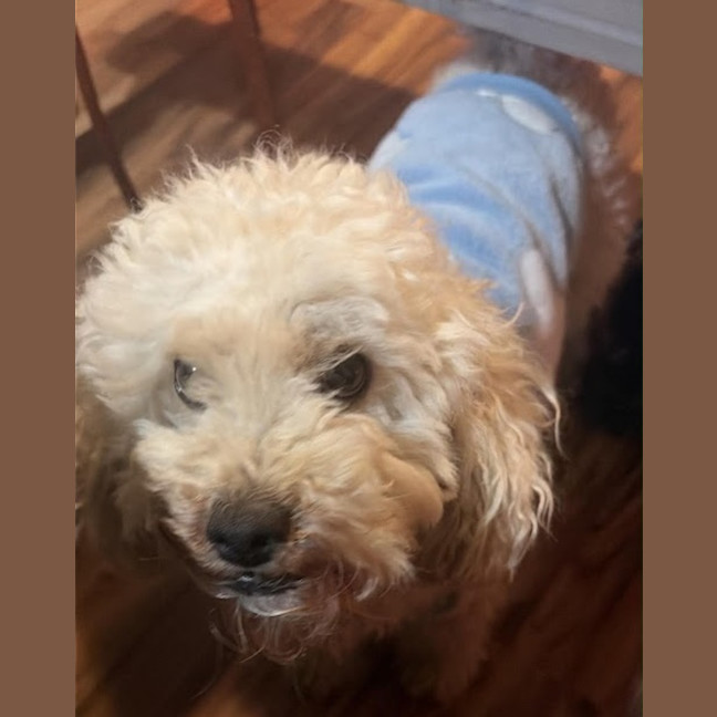 Photo of Buddy
