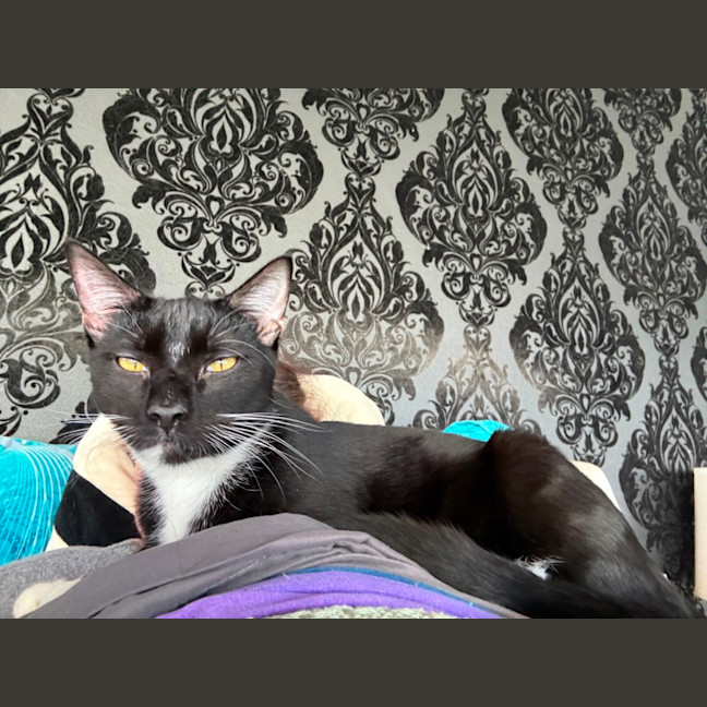 Photo of Amelie