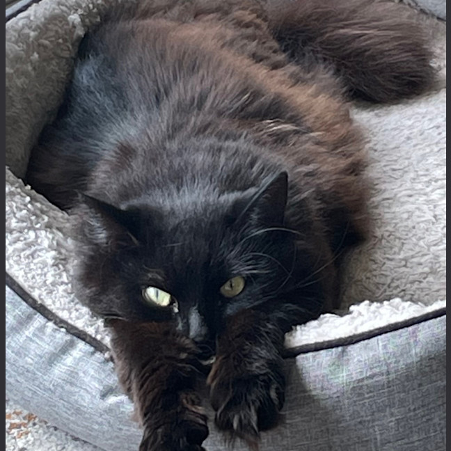 Photo of Kiki   In Foster In Preston