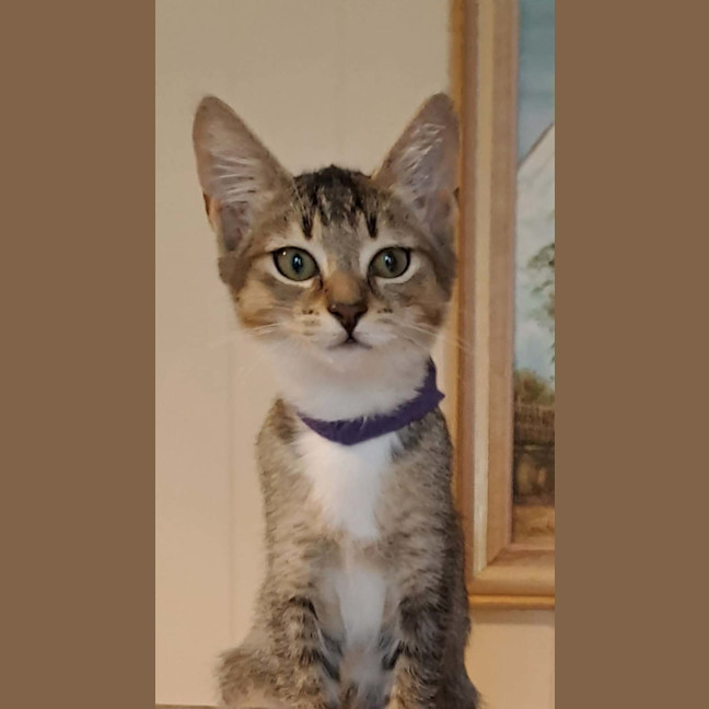 Photo of Millie