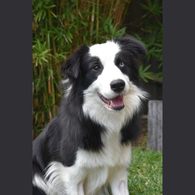 Photo of Nala