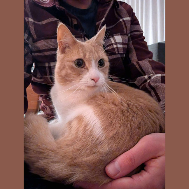 Photo of Mango   Located In Brunswick