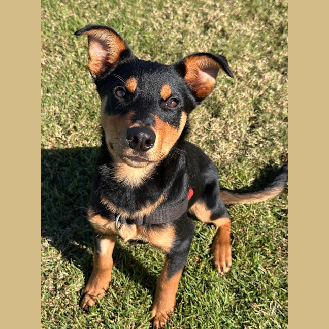 Photo of Louis