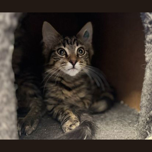 Photo of Tiger