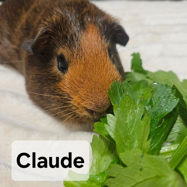 Photo of Claude