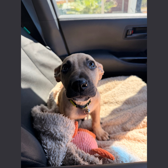 Photo of Louie