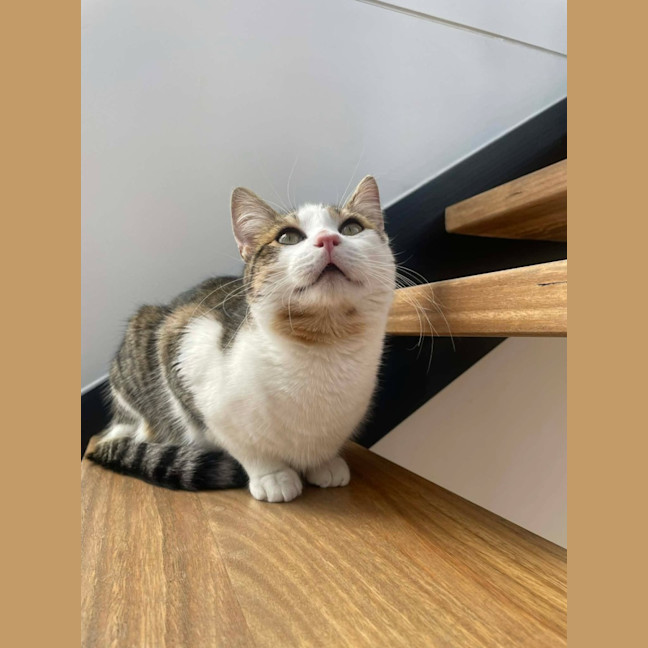 Photo of Miso   In Foster Care In Macleod