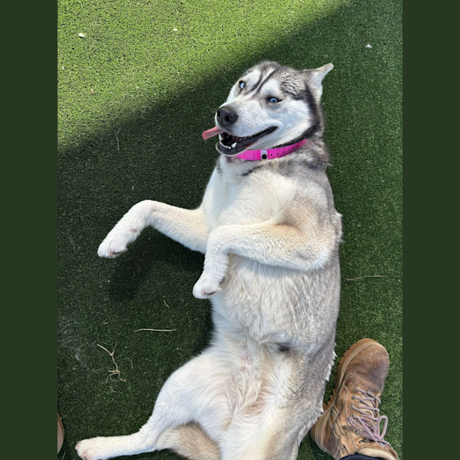 Photo of Luna Imp 1868