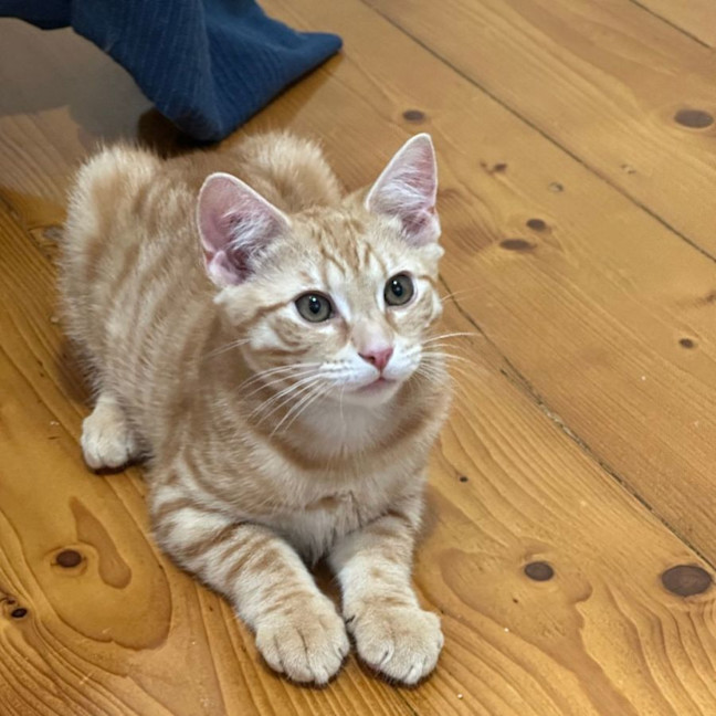 Photo of Simba