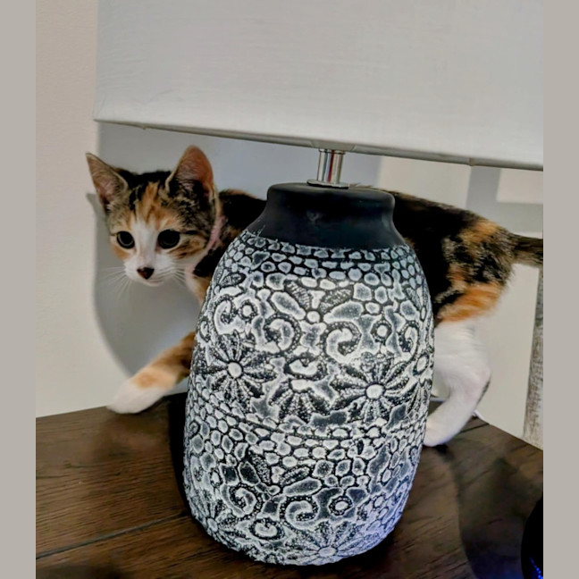 Photo of Torti Meet Me@Petstock Chelsea Store 