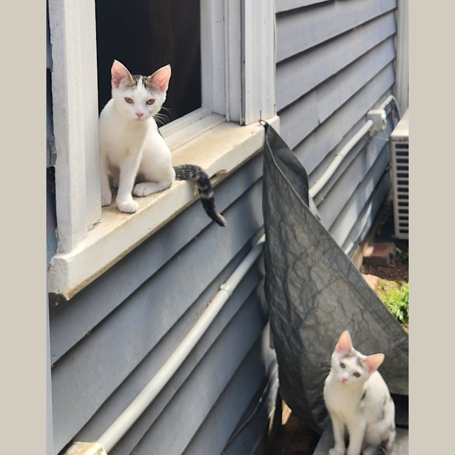 Photo of Verity & Solace