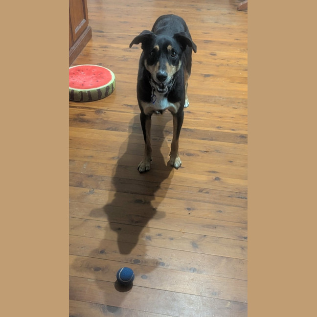 Photo of Trigger   7 Year Old Kelpie