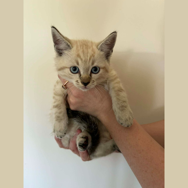 Photo of Pancake