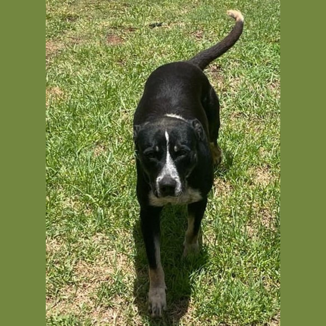 Photo of Oreo