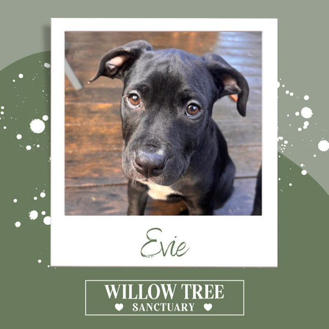 Photo of Evie
