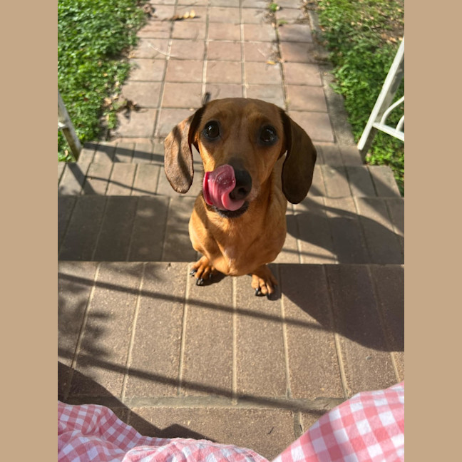 Photo of Frankie Girl