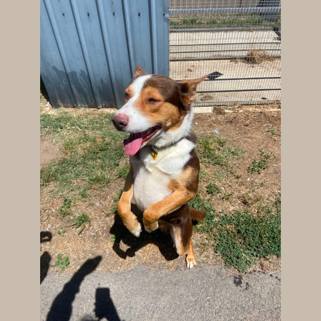 Photo of Ace