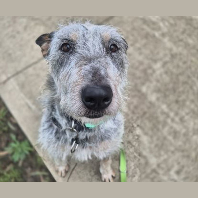 Photo of Scruffy
