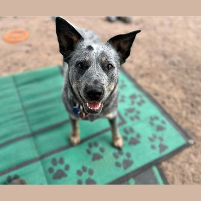 Photo of Violet