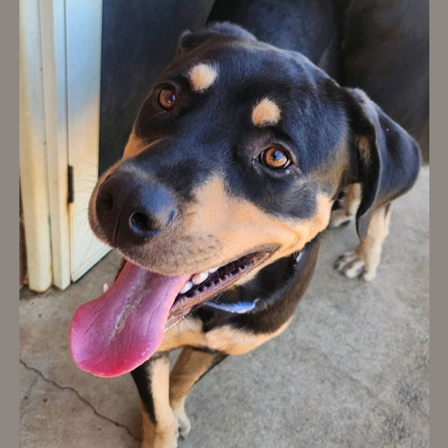 Photo of Jax 