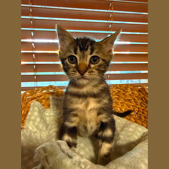 Photo of Zorro