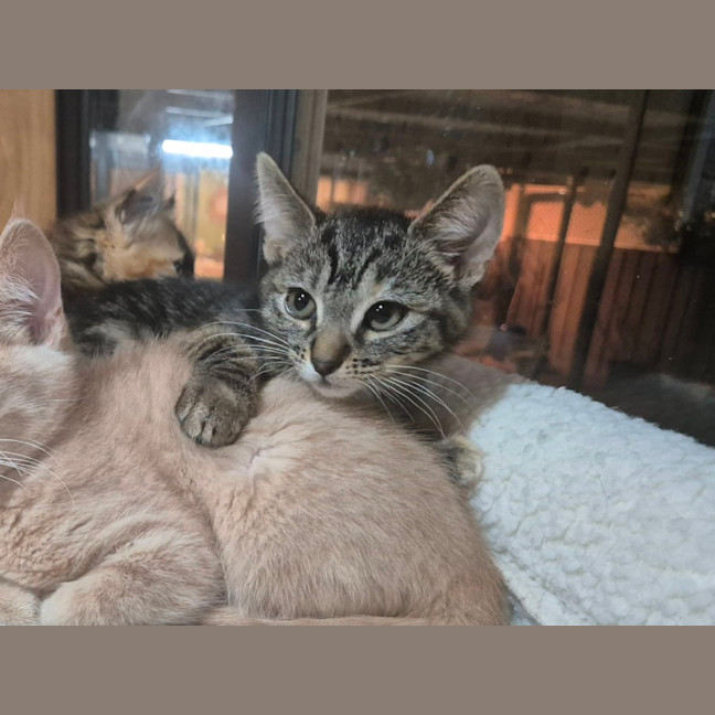 Photo of Cinnamon