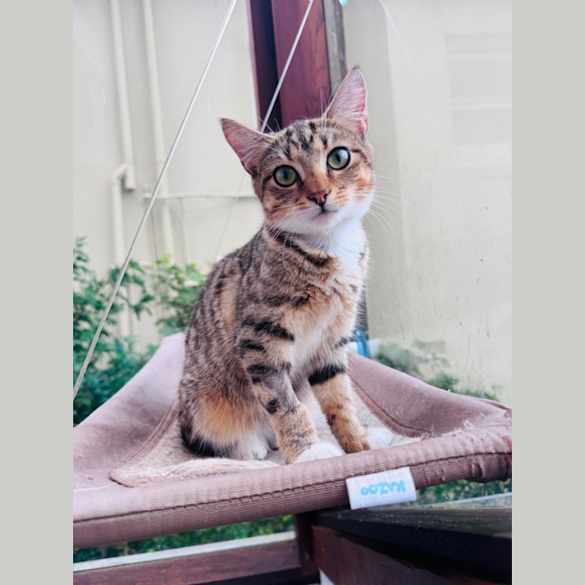 Photo of Buttercup