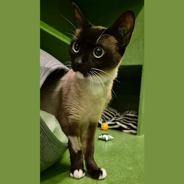 Photo of Zelda