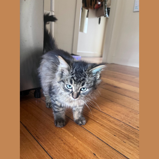 Photo of Percy
