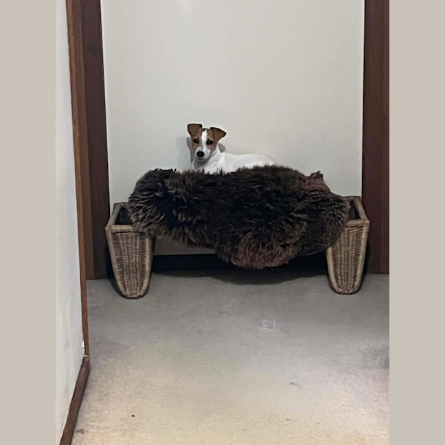Photo of Tiny Teddy