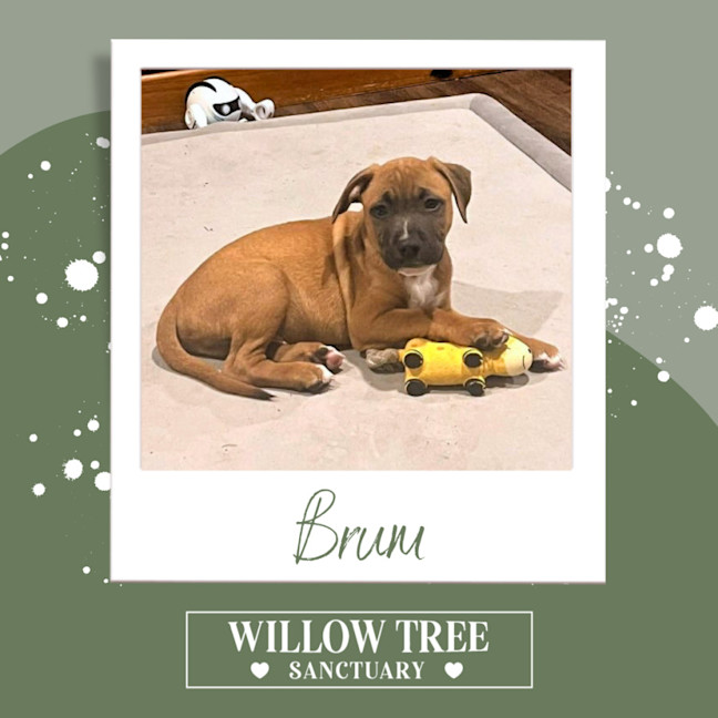 Photo of Brum
