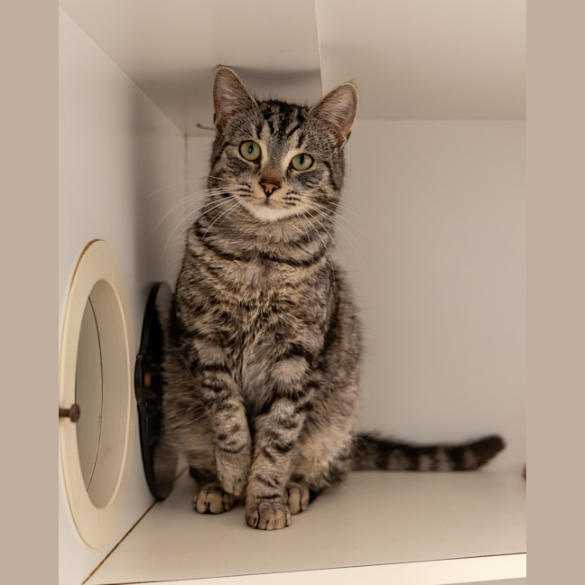 Photo of Bunny Rabbitt