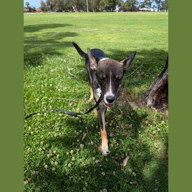 Photo of Pixie 