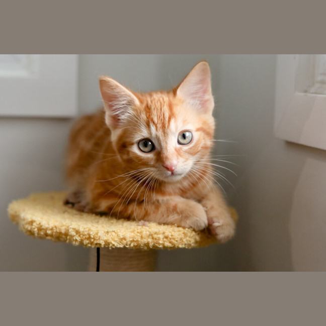 Photo of Nugget