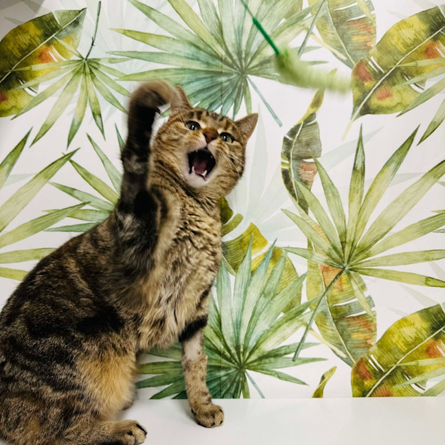 Photo of Elvina   Located In Coburg