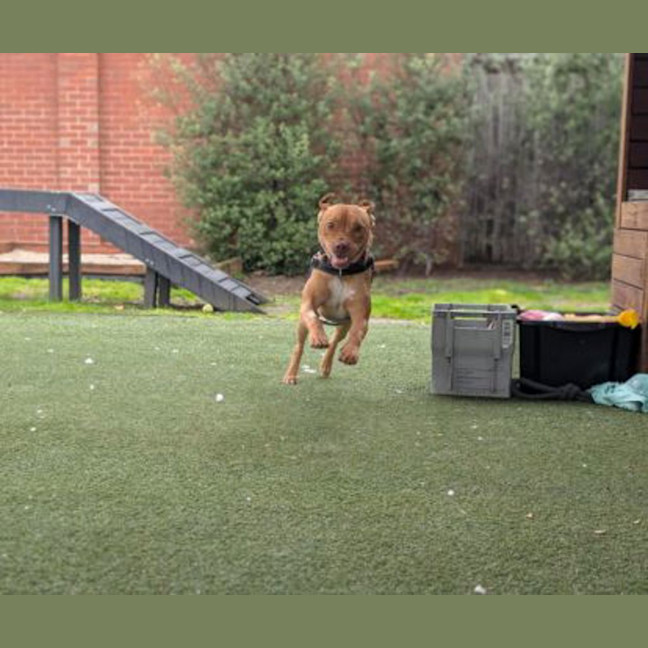 Photo of Rosco