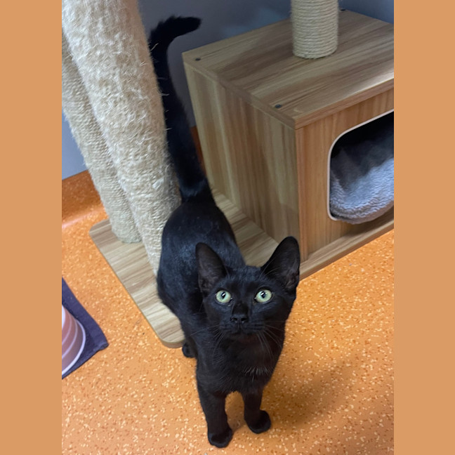 Photo of Sweetpea 