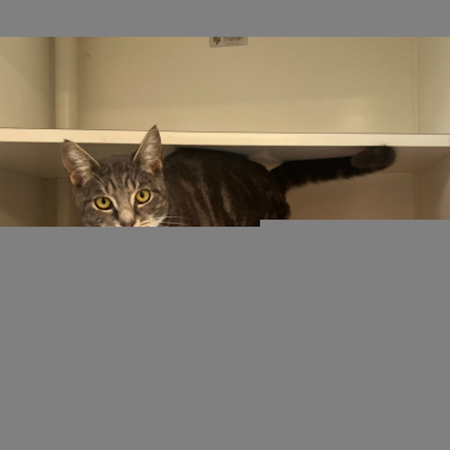 Photo of Silly Goose