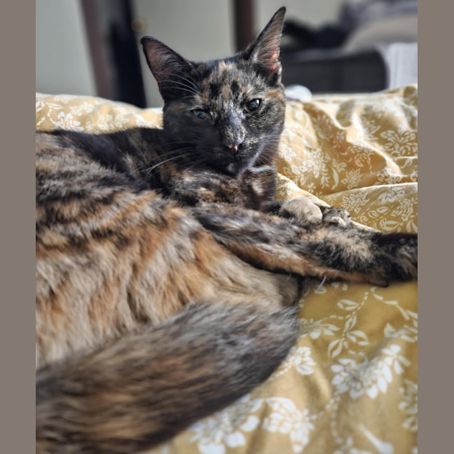 Photo of Gracie   In Foster Care In Bentleigh East