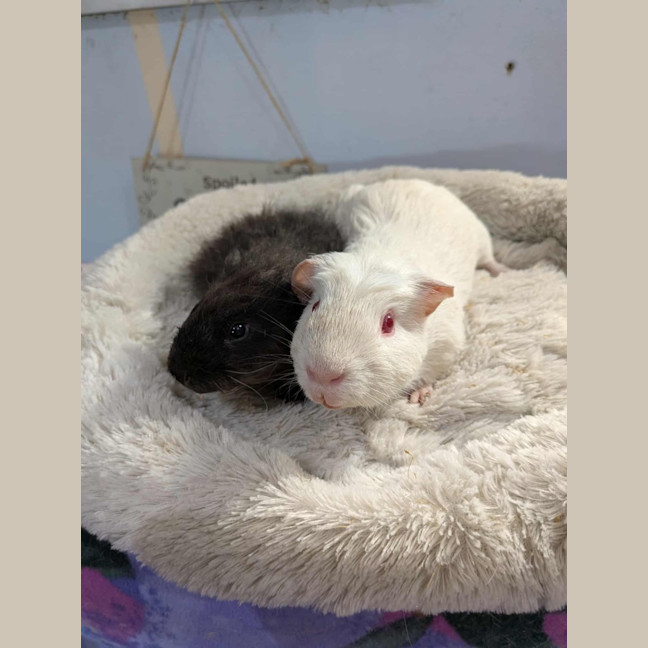 Photo of Ghost & Patrick