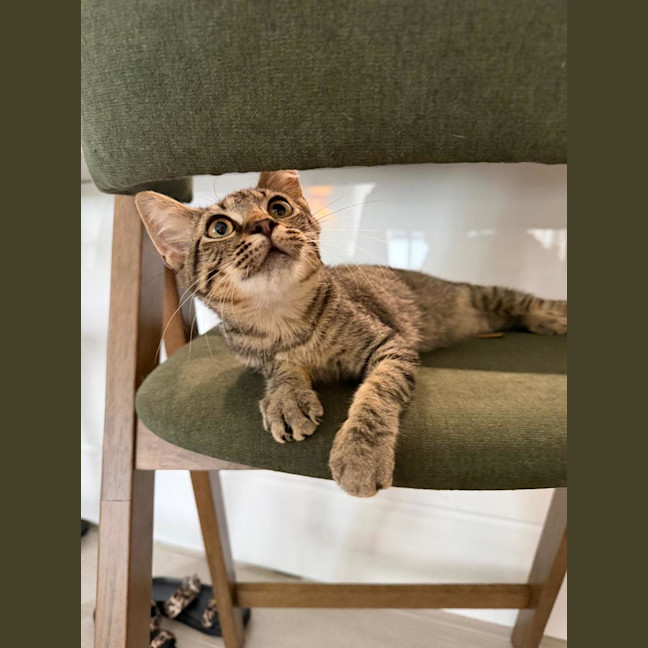 Photo of Teddy