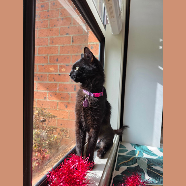 Photo of Ember