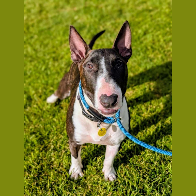 Photo of Spud 