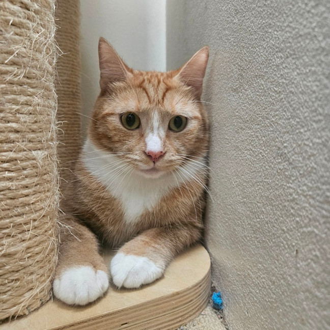 Photo of Marmalade