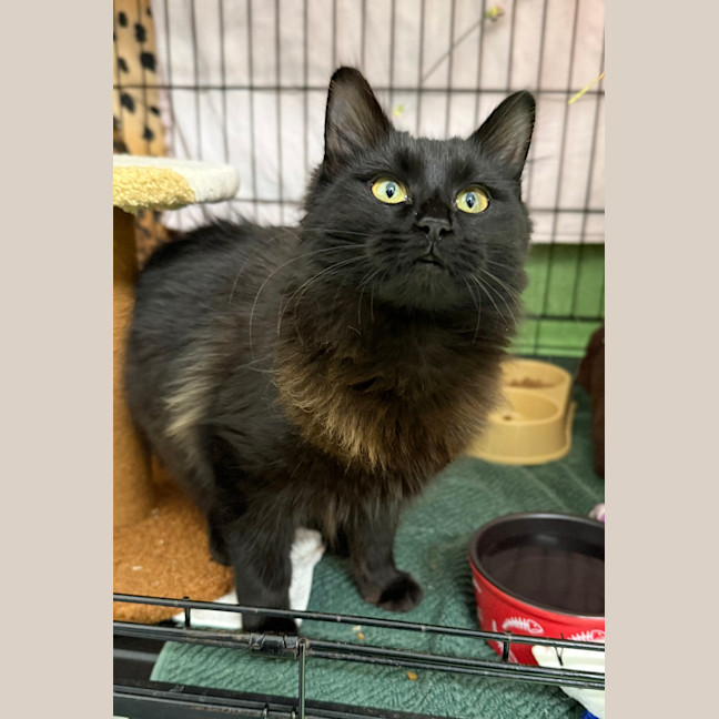 Photo of Kuromi
