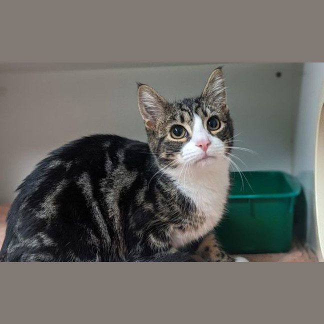 Photo of Cookie