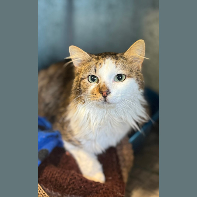 Photo of Oakley