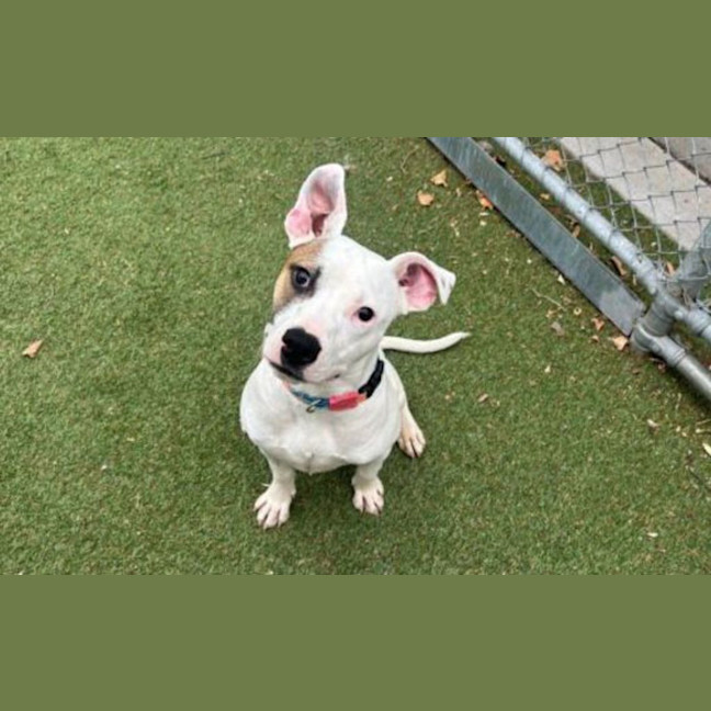 Photo of Patch