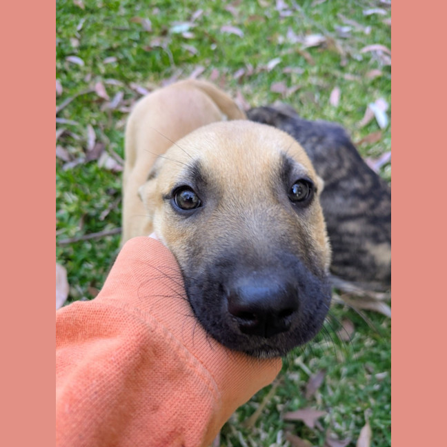 Photo of Dandelion