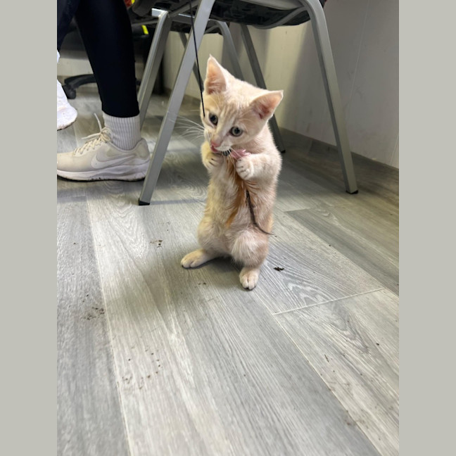 Photo of Simba